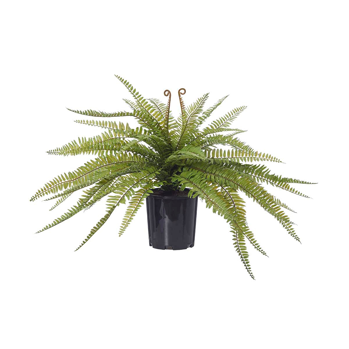 Boston Fern (Garden Pot)