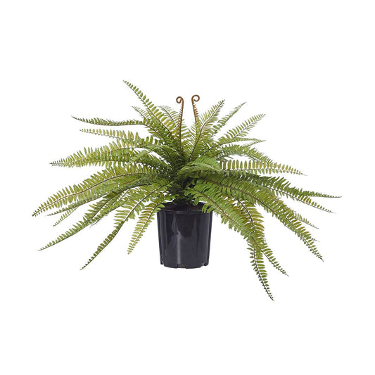 Boston Fern (Garden Pot)