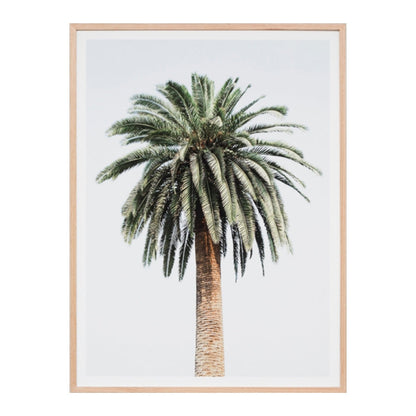 Caribbean Palm Colour Print